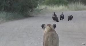 Необузданная Африка: два льва, четыре стервятника, гиены и жираф пришли на стрелку