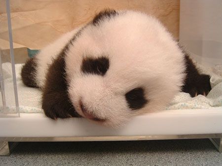 Маленькие панды (20 Фото)