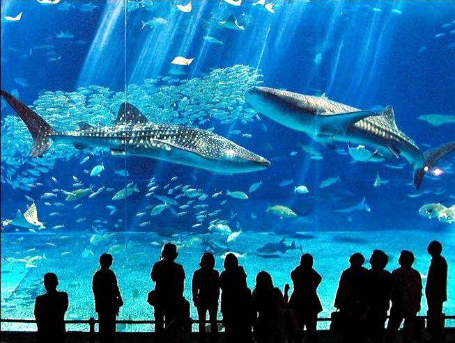 Классный аквариум (10 Фото)