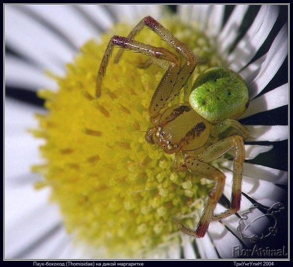 Макро-фотографии насекомых (30 Фото)