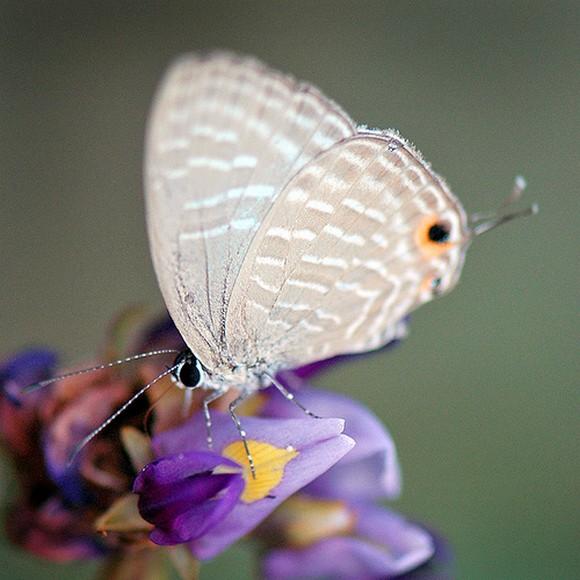 Красивые бабочки (11 Фото)