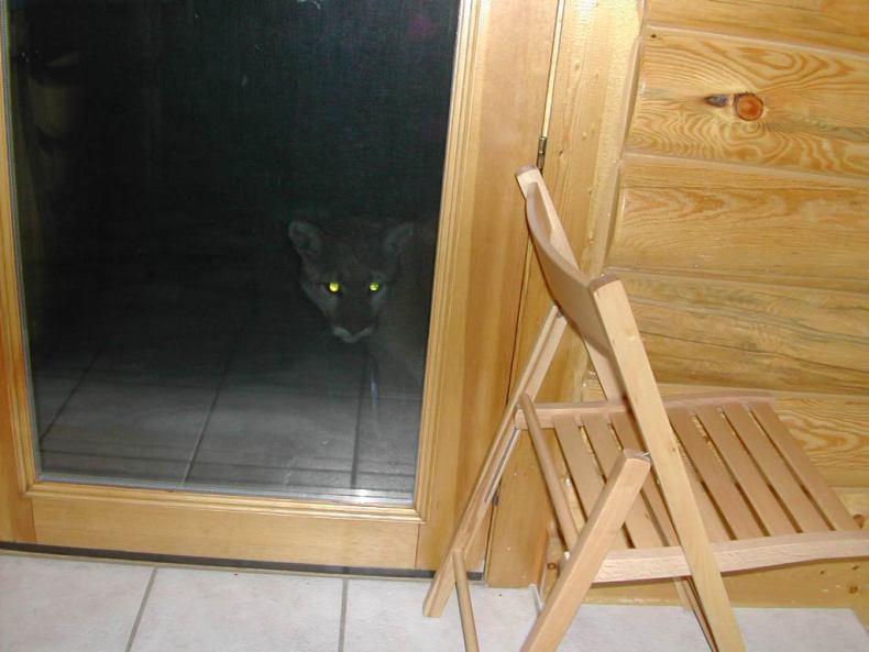 Кошка пришла в гости (3 Фото)