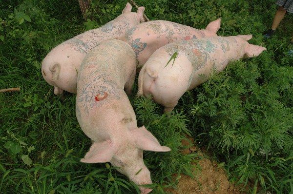 Свиньи с татуировками (6 Фото)
