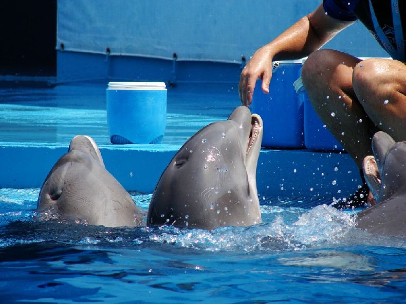 Красивенные дельфины (31 Фото)