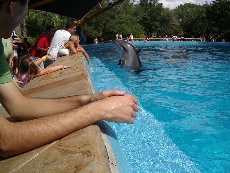 Красивенные дельфины (31 Фото)