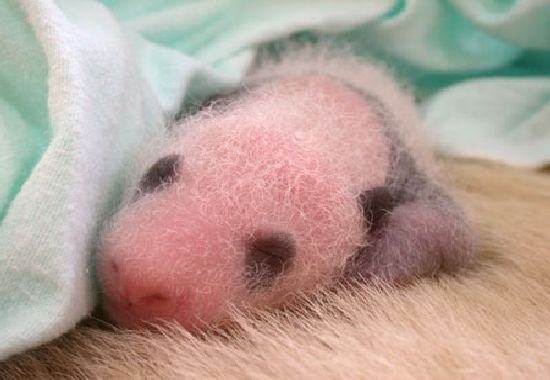 Рождение панды (18 Фото)