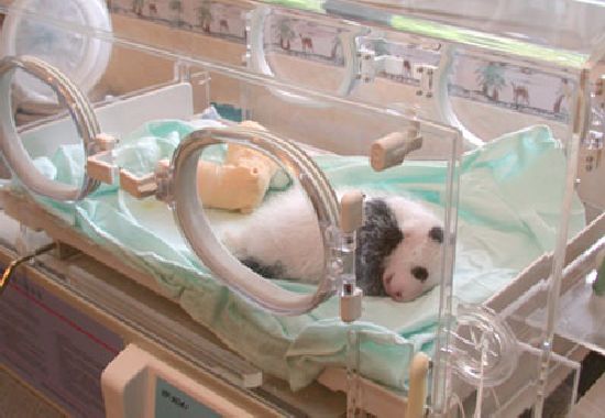 Рождение панды (18 Фото)