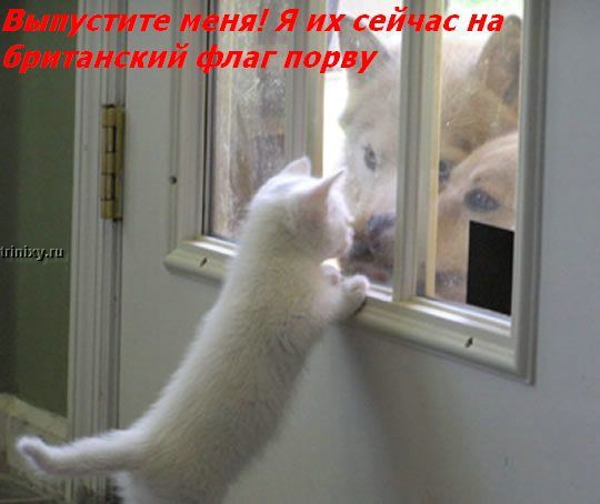 http://trinixy.ru/pics2/20070622/kotofej_04.jpg