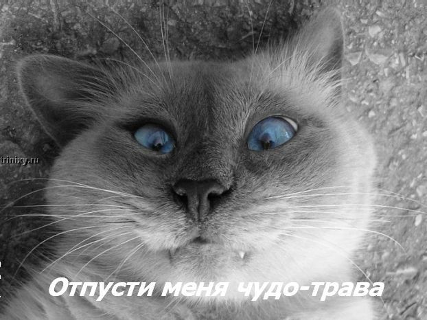 http://trinixy.ru/pics2/20070622/kotofej_21.jpg