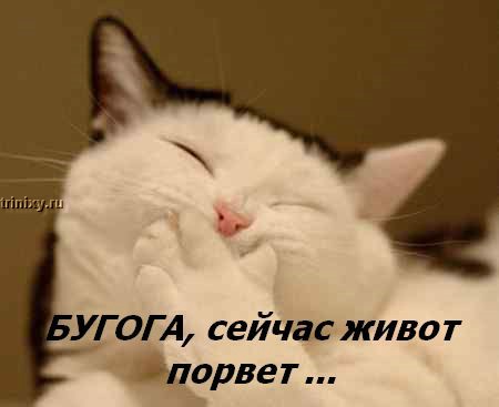http://trinixy.ru/pics2/20070622/kotofej_25.jpg