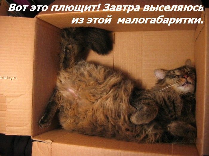 http://trinixy.ru/pics2/20070622/kotofej_27.jpg
