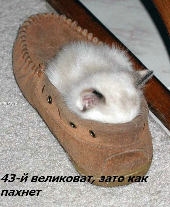 http://trinixy.ru/pics2/20070622/kotofej_28.jpg