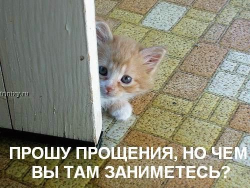 http://trinixy.ru/pics2/20070622/kotofej_29.jpg