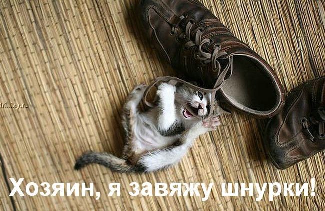 http://trinixy.ru/pics2/20070622/kotofej_30.jpg