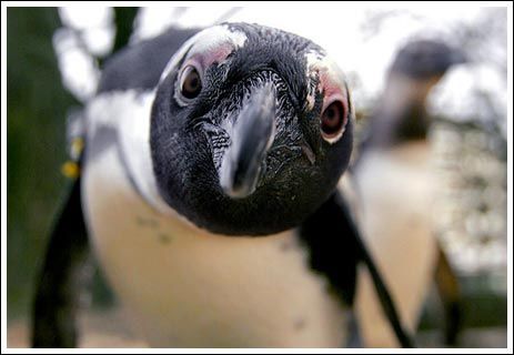 Прикольные пингвины (26 Фото)