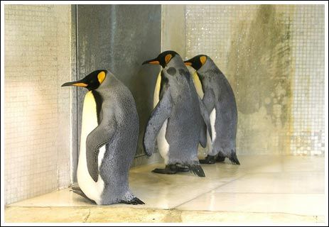 Прикольные пингвины (26 Фото)