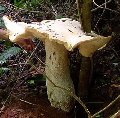 Огромный гриб (5 Фото)