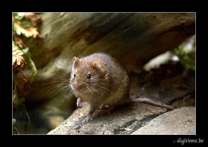 Приключения мышки (33 Фото)