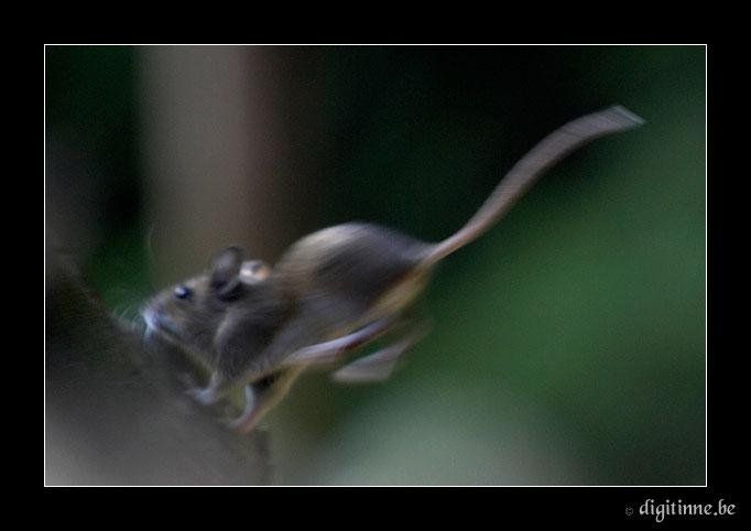 Приключения мышки (33 Фото)