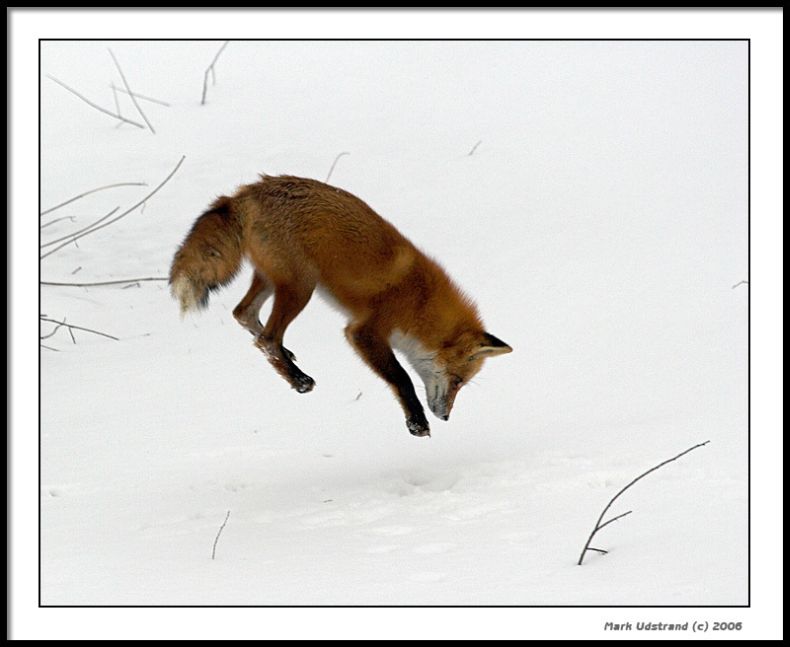 Лисица на охоте (10 Фото)