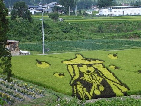 Рисовые поля (7 Фото)