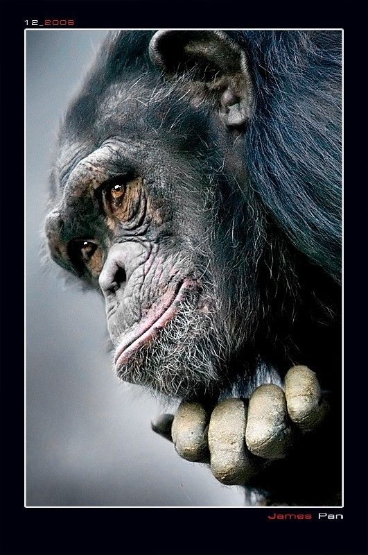 Шимпанзе (19 Фото)