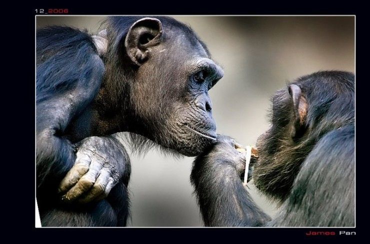 Шимпанзе (19 Фото)