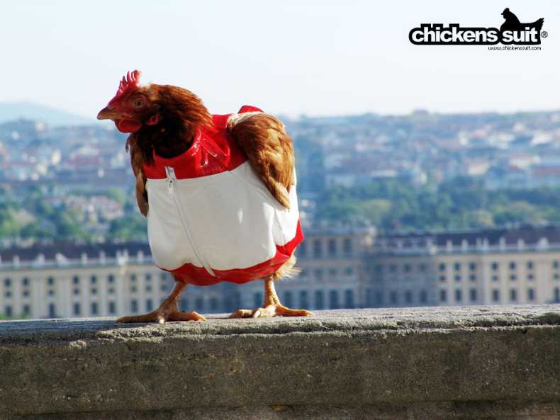 Одежда для куриц (8 Фото)