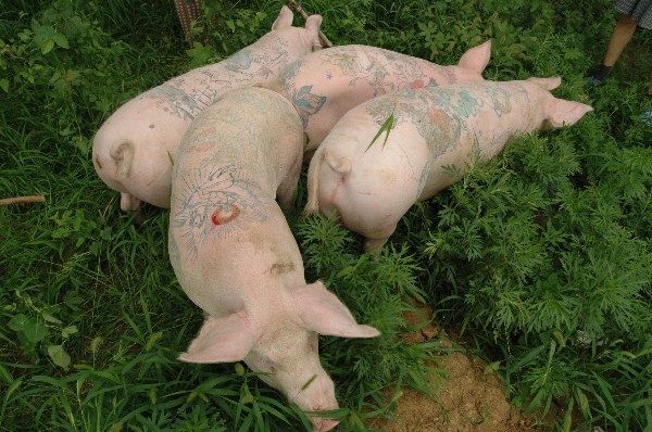 Татуированные свиньи (6 Фото)