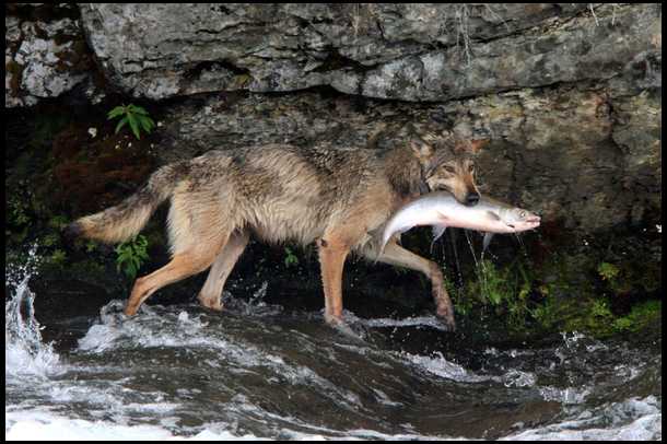 Волк охотится на рыбу (6 Фото)