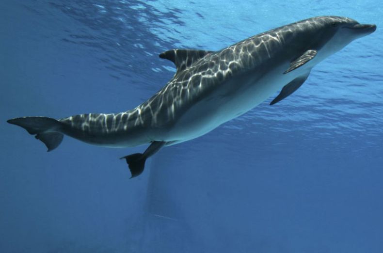 Рождение дельфина (4 Фото)