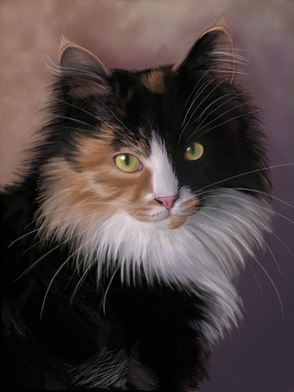 Коты на рисунках (79 Фото)