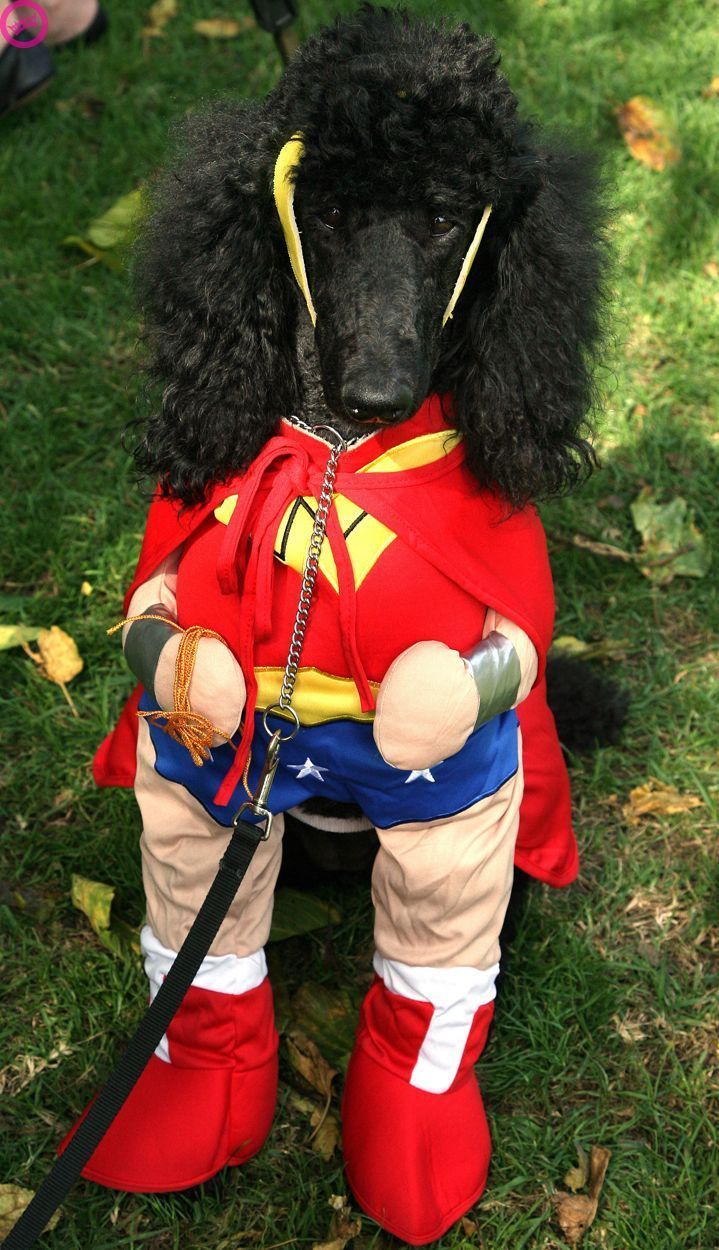 Хеллоуинские костюмы для собак (13 Фото)