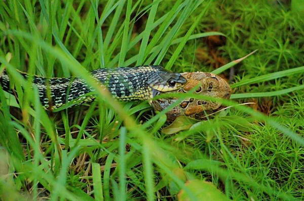 Змеи обедают (29 Фото)