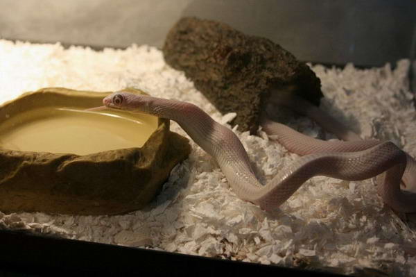 Змеи обедают (29 Фото)