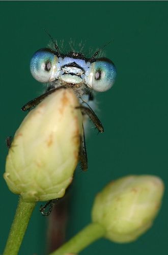 Гламурные насекомые (37 Фото)