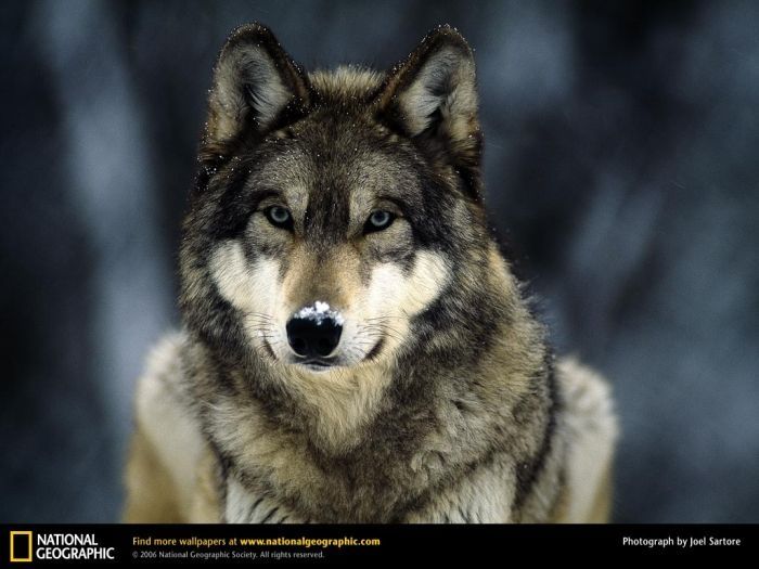 Волки (12 Фото)