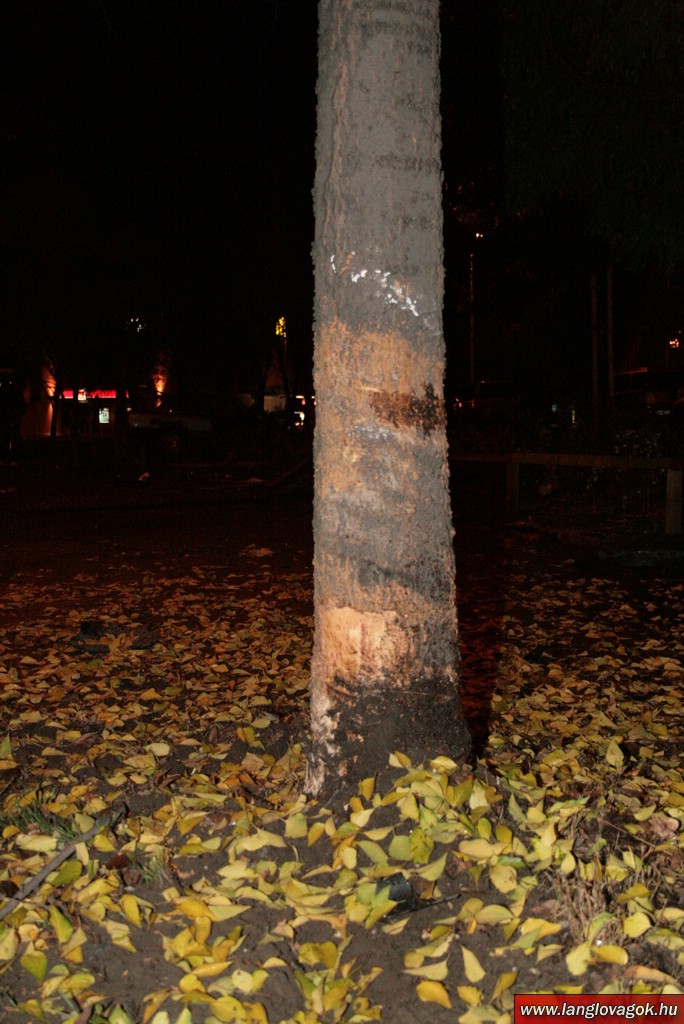 BMW против столба и дерева (10 Фото)