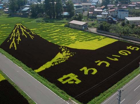Узоры на рисовых полях (24 Фото)