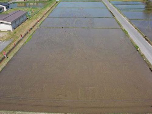 Узоры на рисовых полях (24 Фото)