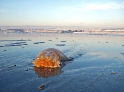 Гигантские медузы (7 Фото)