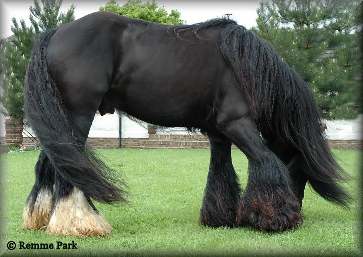 Необычные лошади (30 Фото)