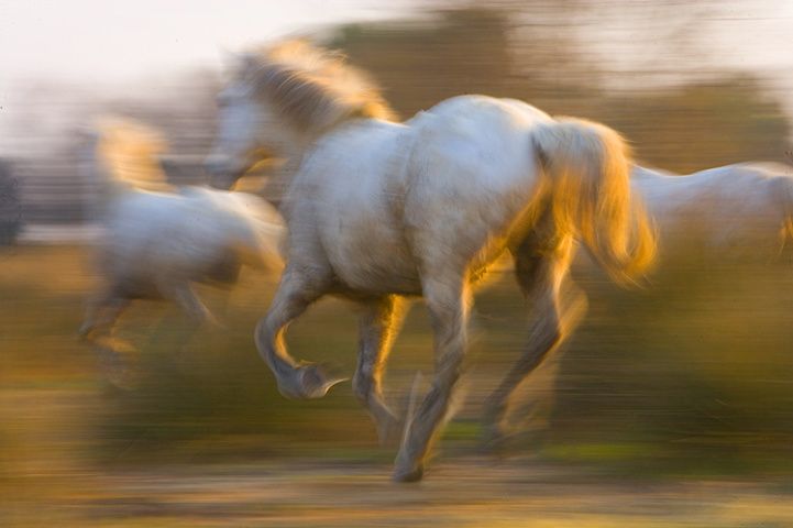 Лошади (5 Фото)