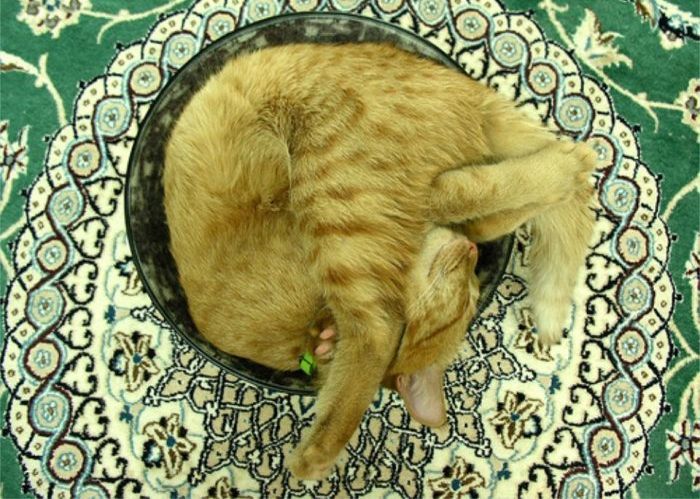 Позитив. Спящие коты (28 Фото)