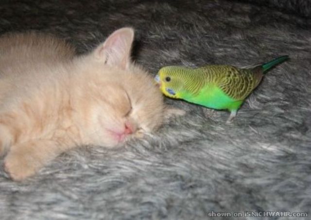 Кот и попугай. Битва насмерть (6 Фото)