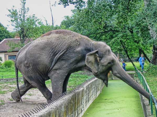 Прикольные фотографии слонов (17 Фото)