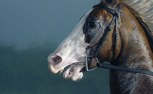 Суперские фотографии лошадей (29 Фото)