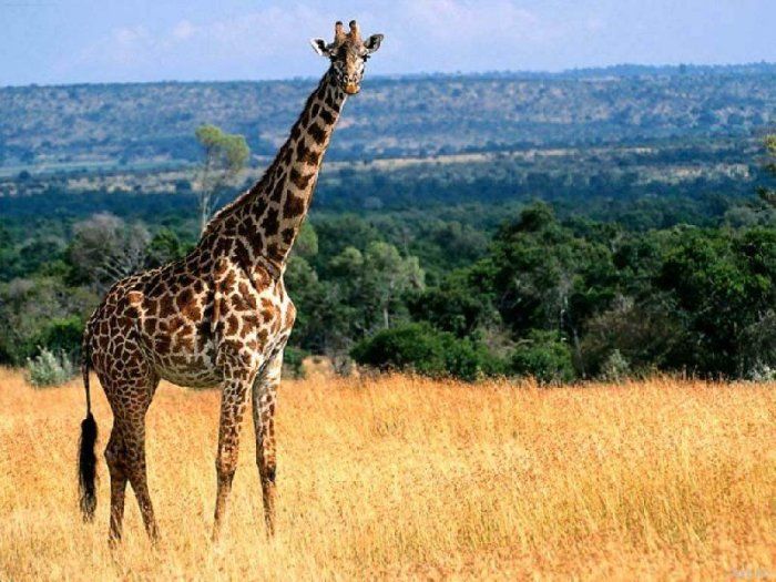 Обалденные жирафы (18 Фото)