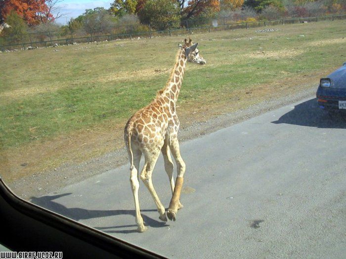 Обалденные жирафы (18 Фото)