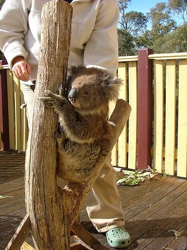 Детеныши австралийских животных (29 Фото)